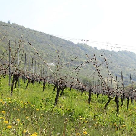 Ferienwohnung Weingut Kloster Pforta Naumburg  Ngoại thất bức ảnh